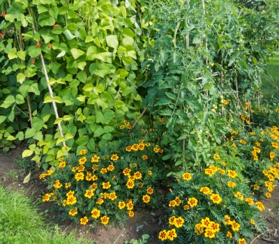 How happy is your garden? Let's talk companion planting.